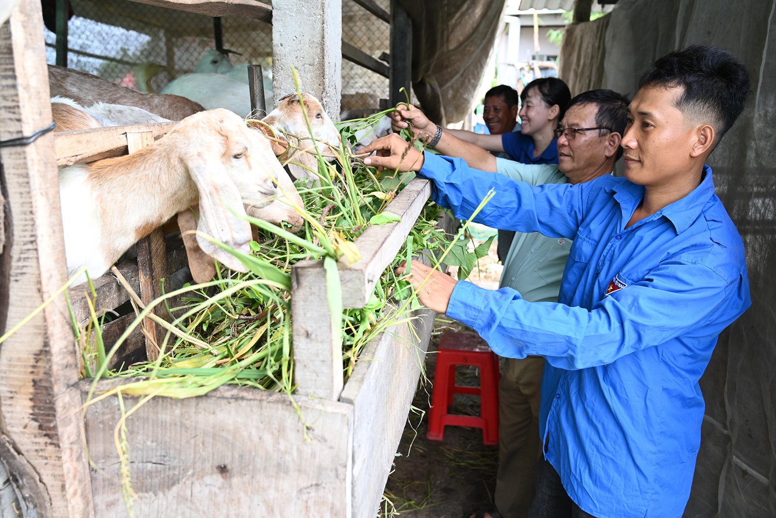 Trang trại nuôi dê của Anh Dũng