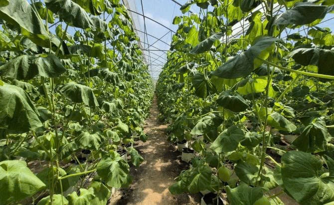 Trồng dưa đem lại nguồn thu nhập cao cho ông Công