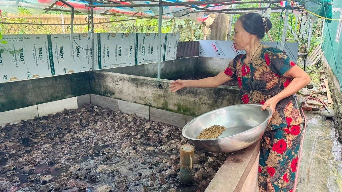 Bà Lan chuyển sang nuôi ếch cho thu nhập cao