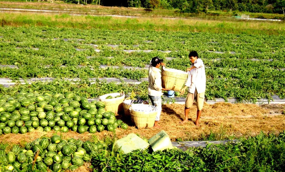 Dưa hấu Cần Thơ