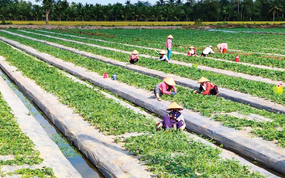 Trồng dưa hấu