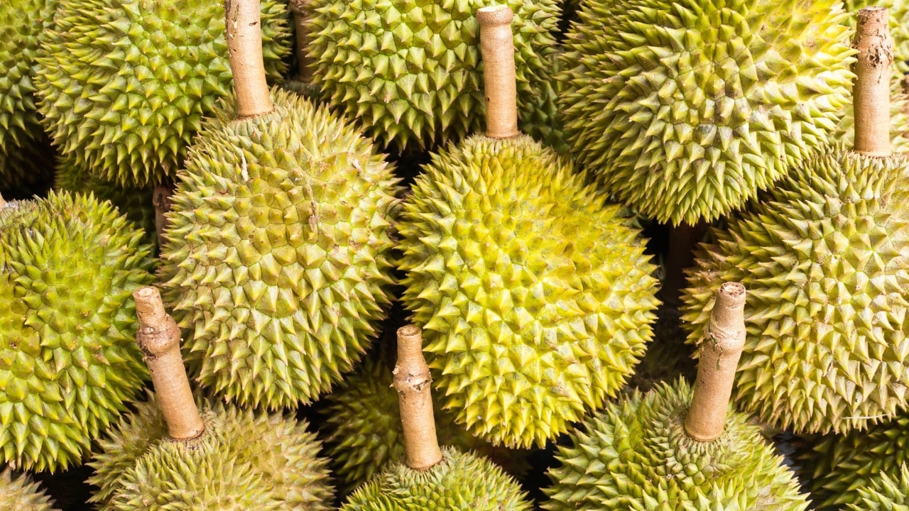 giá sầu riêng