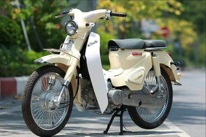 cub(1).jpg