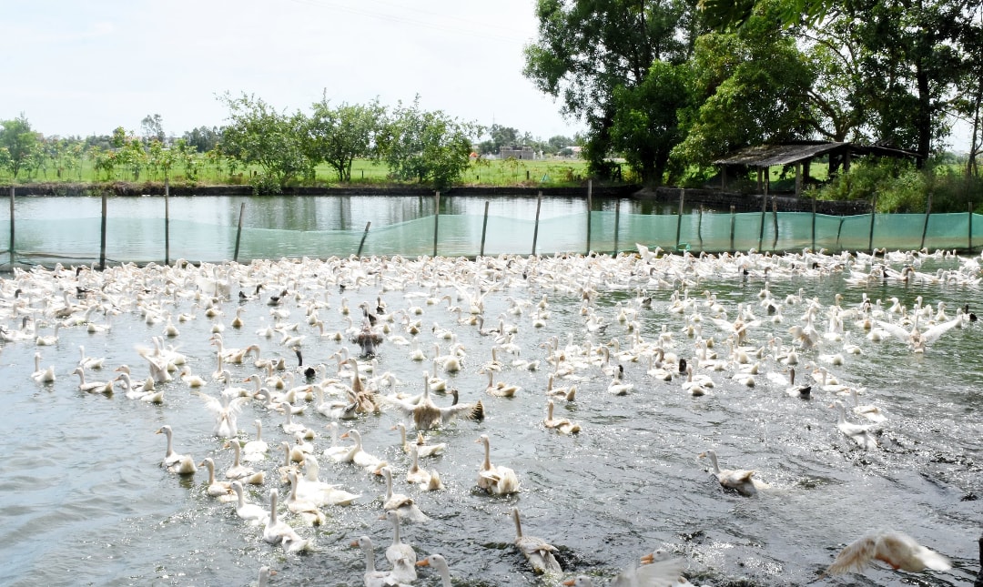 trang trại nuôi vịt (1)