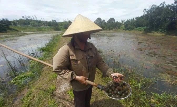 Chị Nga nuôi ốc bươu