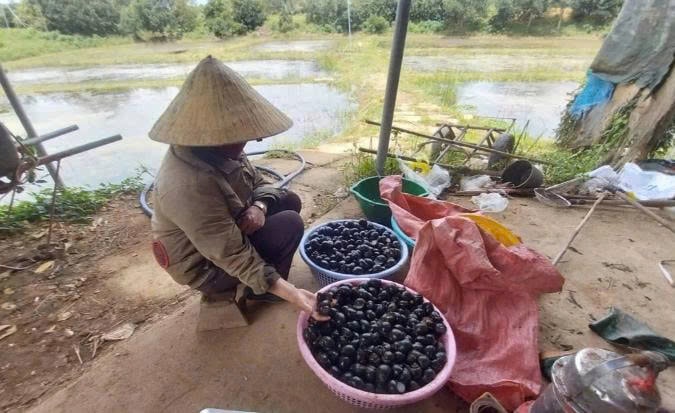 Chị Nga nuôi ốc
