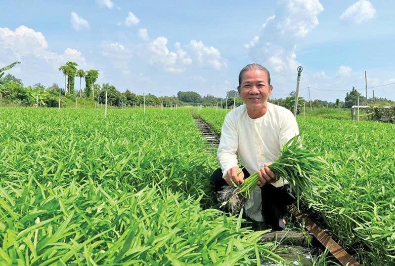 Ông Nguyễn Văn Bi tại vườn rau muống