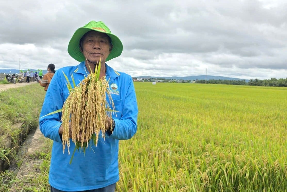 Giống lúa mới cho năng suất cao