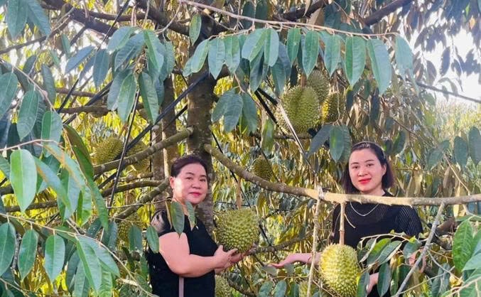 Lãnh đạo Hội Nông dân phường Bồng Sơn tham quan vườn sầu riêng