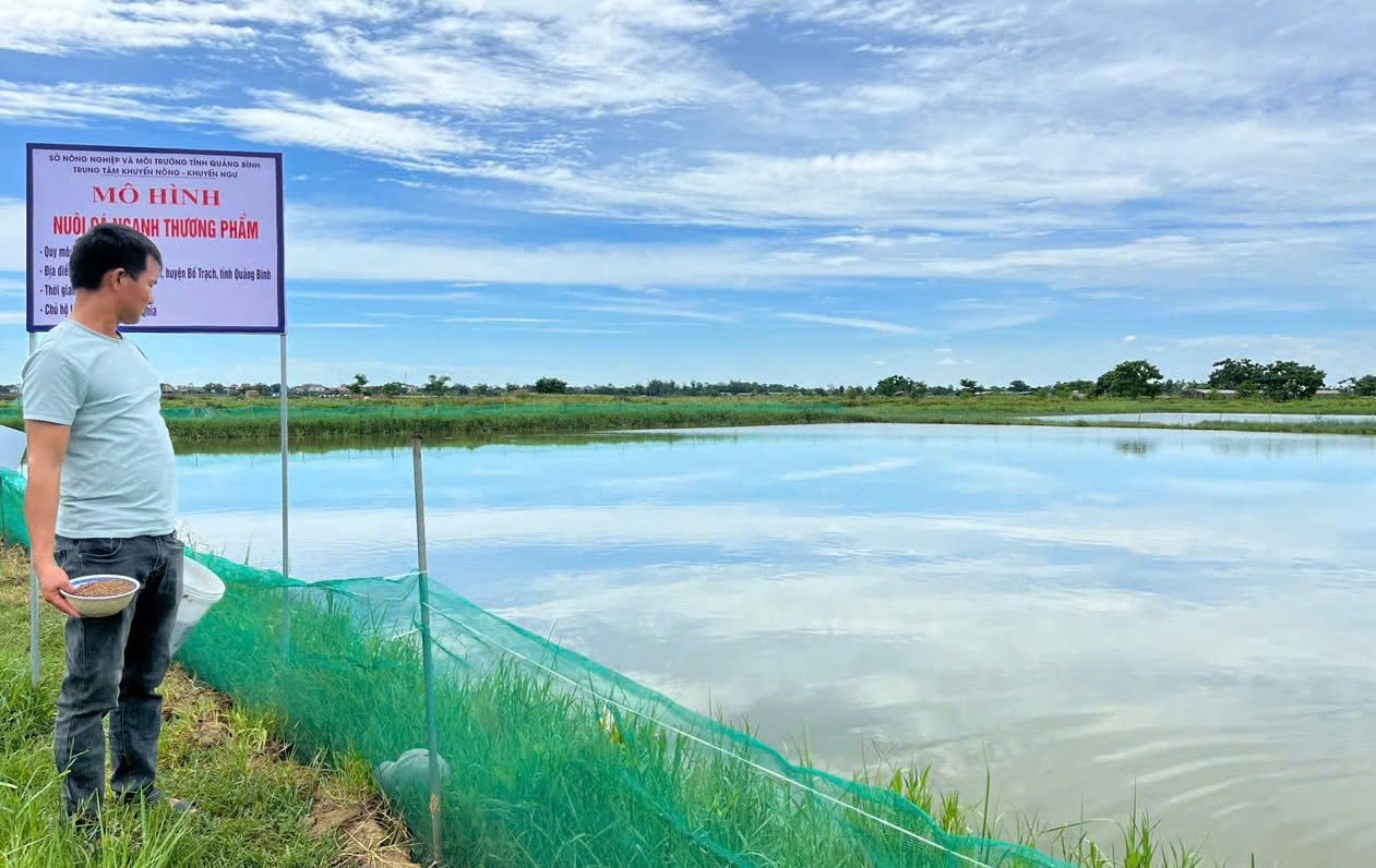 Nơi nuôi cá ngạnh tại xã Đông Trạch