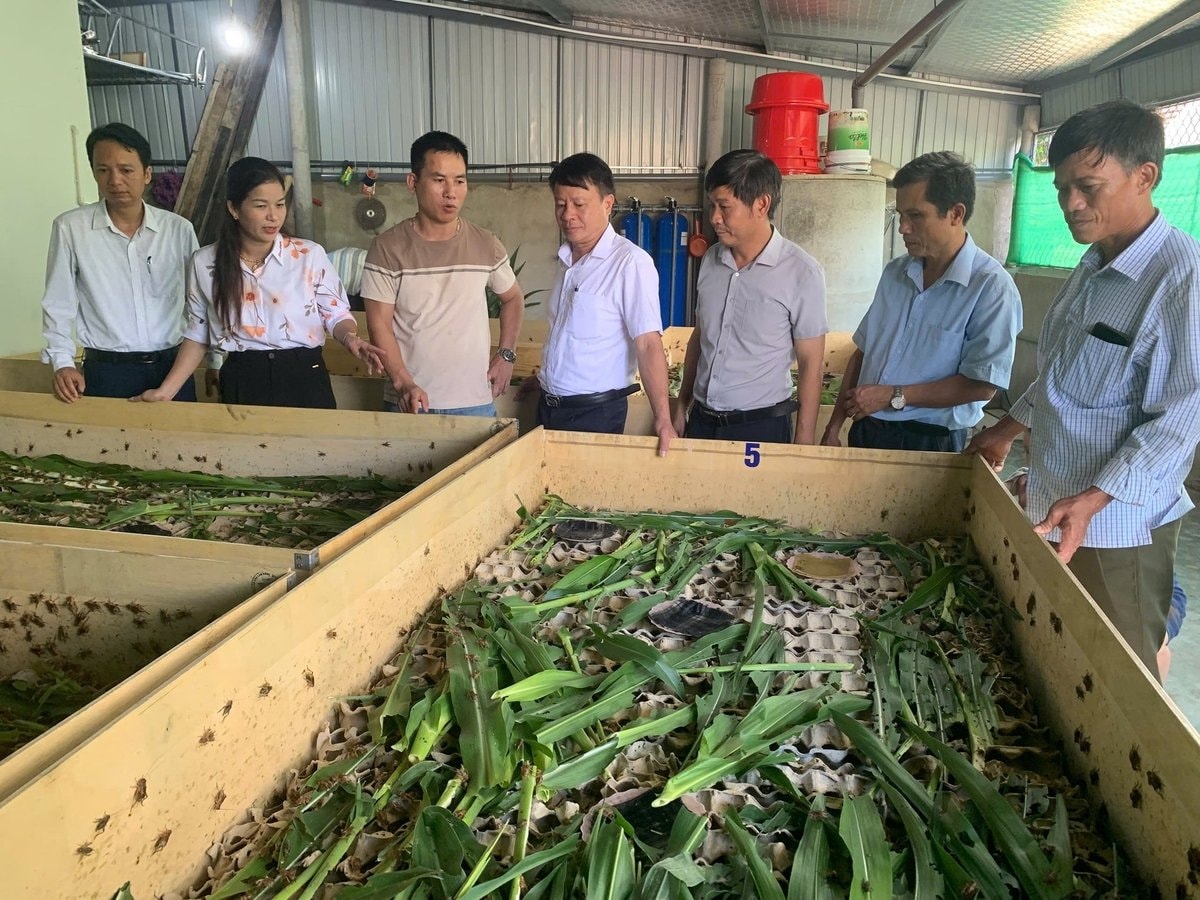 Anh Thể chia se về mô hình nuôi dế