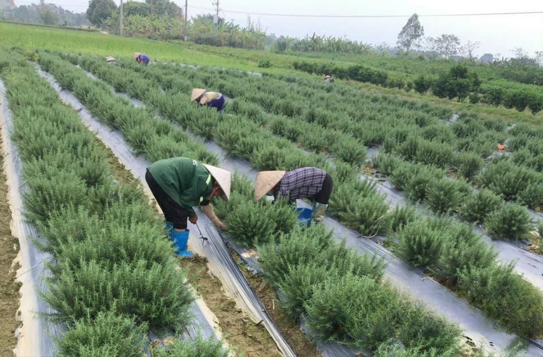 Trồng hương thảo