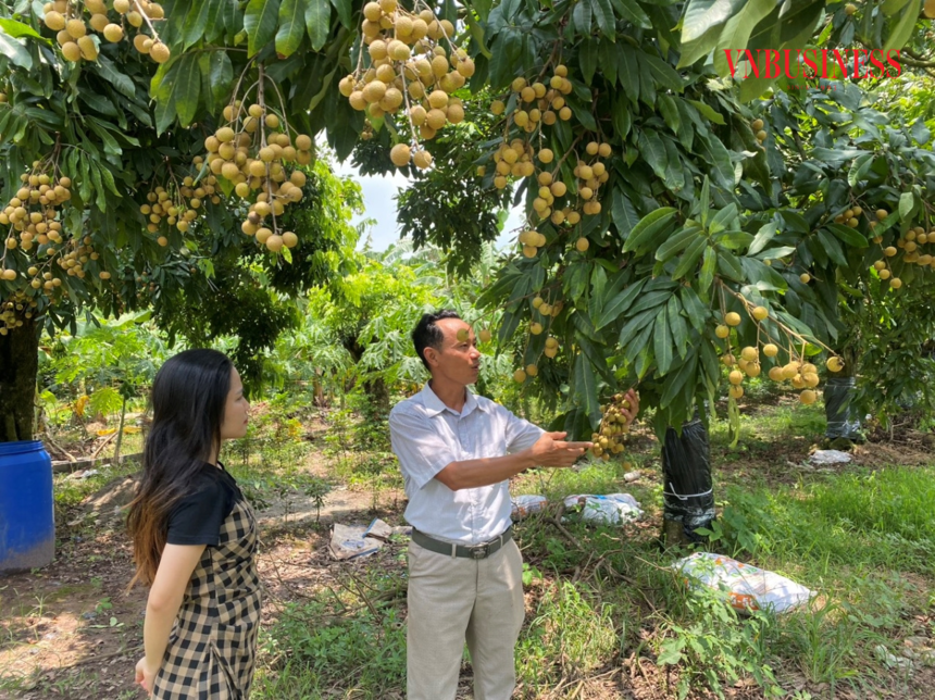 trồng nhãn hưng yên