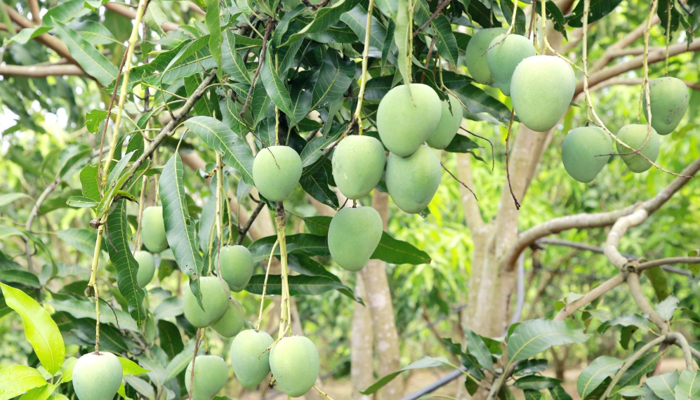 Xoài Yên Châu