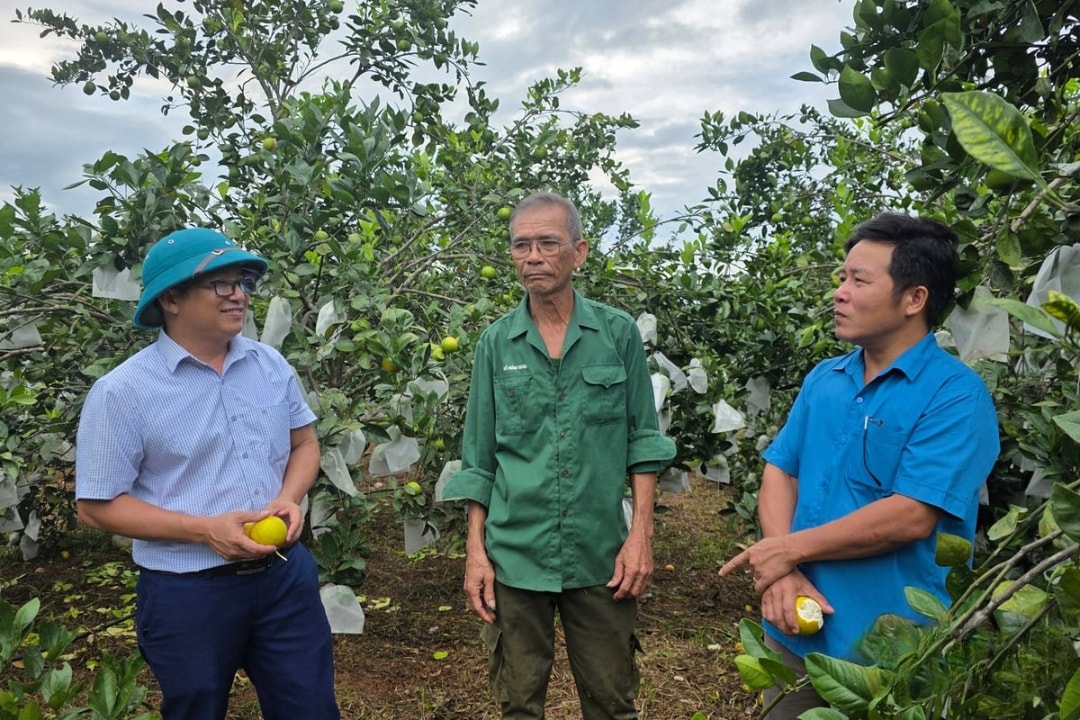 Ông Lê Văn Minh tại vườn cam nhà