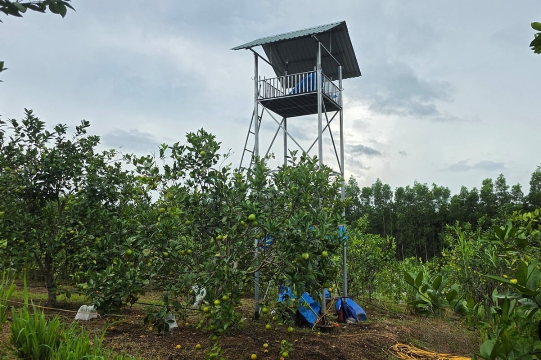 Tháp thu ruồi trong vườn