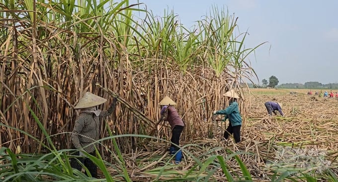 van-dan-thanh-hoa-doi-doi-nho-mia-111947_943-111948-152814.jpeg