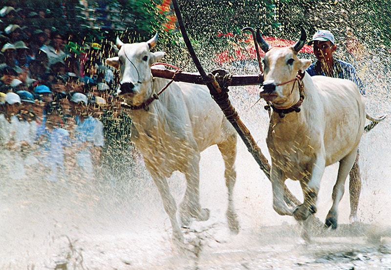 3.-doi-bo-dang-dua-o-vong-tha.jpg
