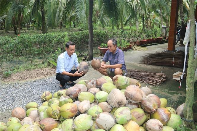 Dừa được trông tại xã Bình Minh