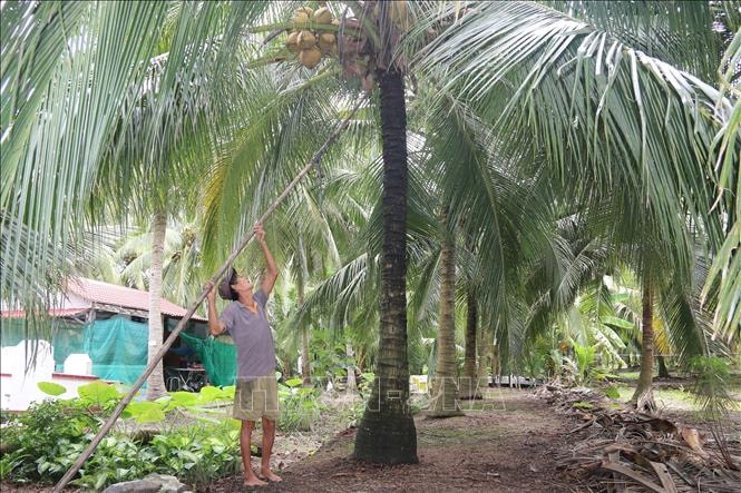 Nông dân đàn kiểm tra dừa