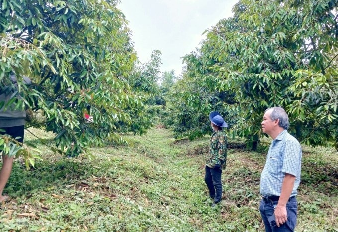 sầu riêng bầu đức
