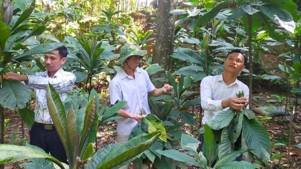 trong-cay-duoc-lieu-duoi-tan-rung-thu-nhap-nhan-doi-124115_202-095602.jpg