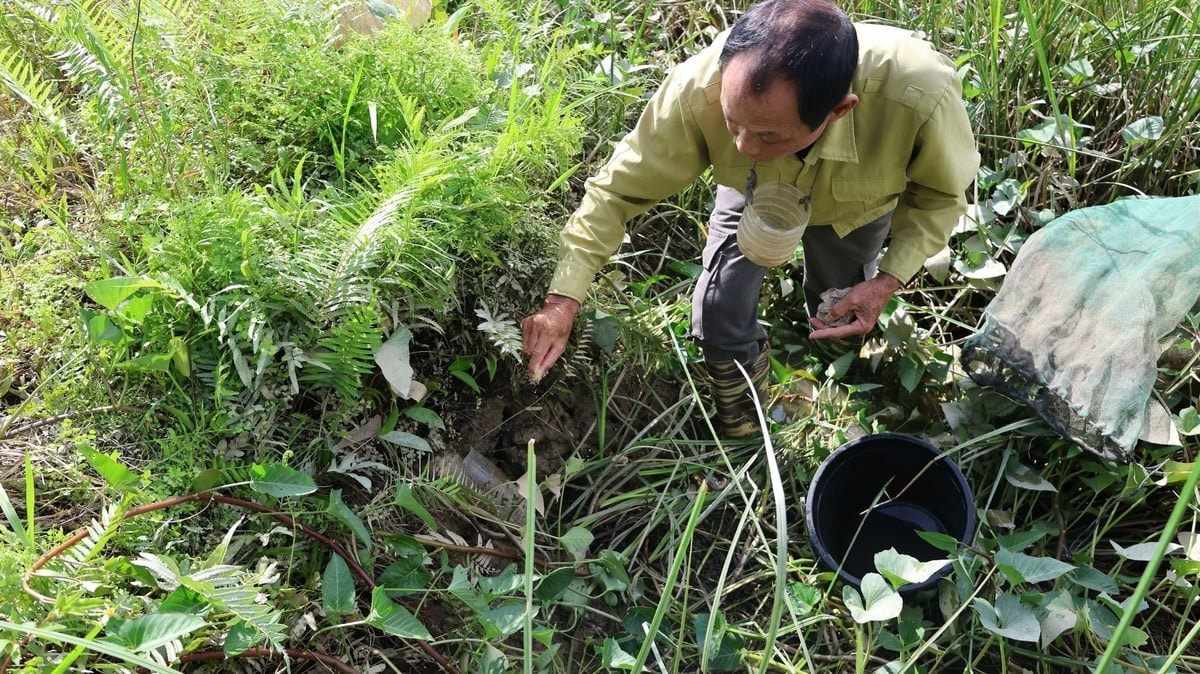 Ông Điệp đang thu hoạch cáy