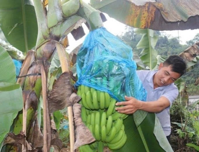 Chuối được chăm sóc kỹ càng, đảm bảo chất lượng đầu ra