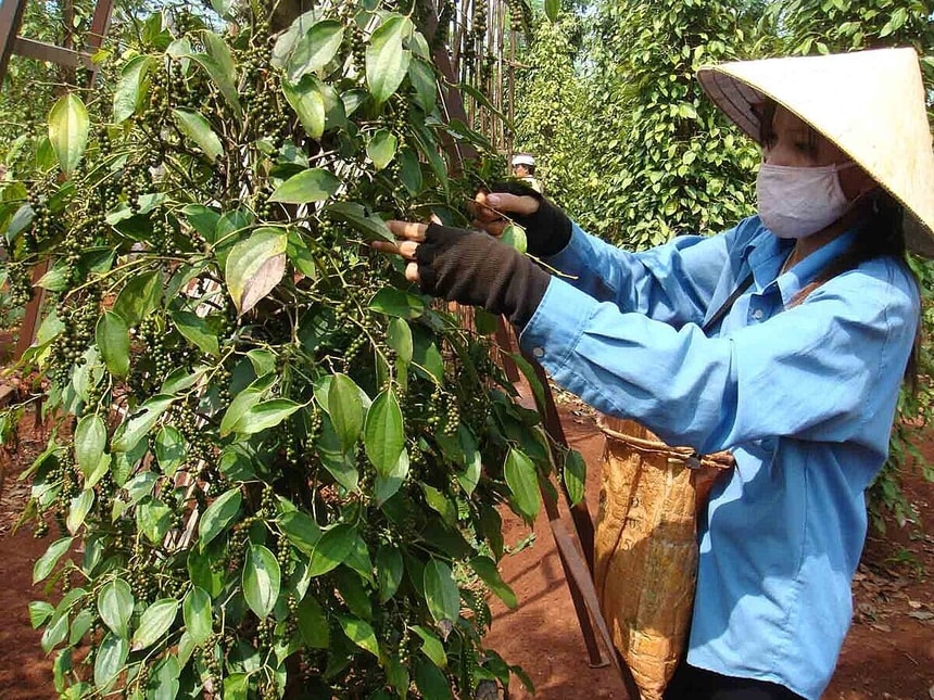 tieu3.jpg