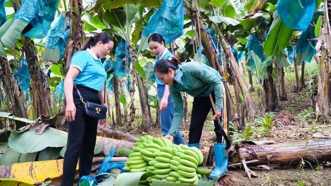 Trồng chuối giúp nông dân có thu nhập ổn định