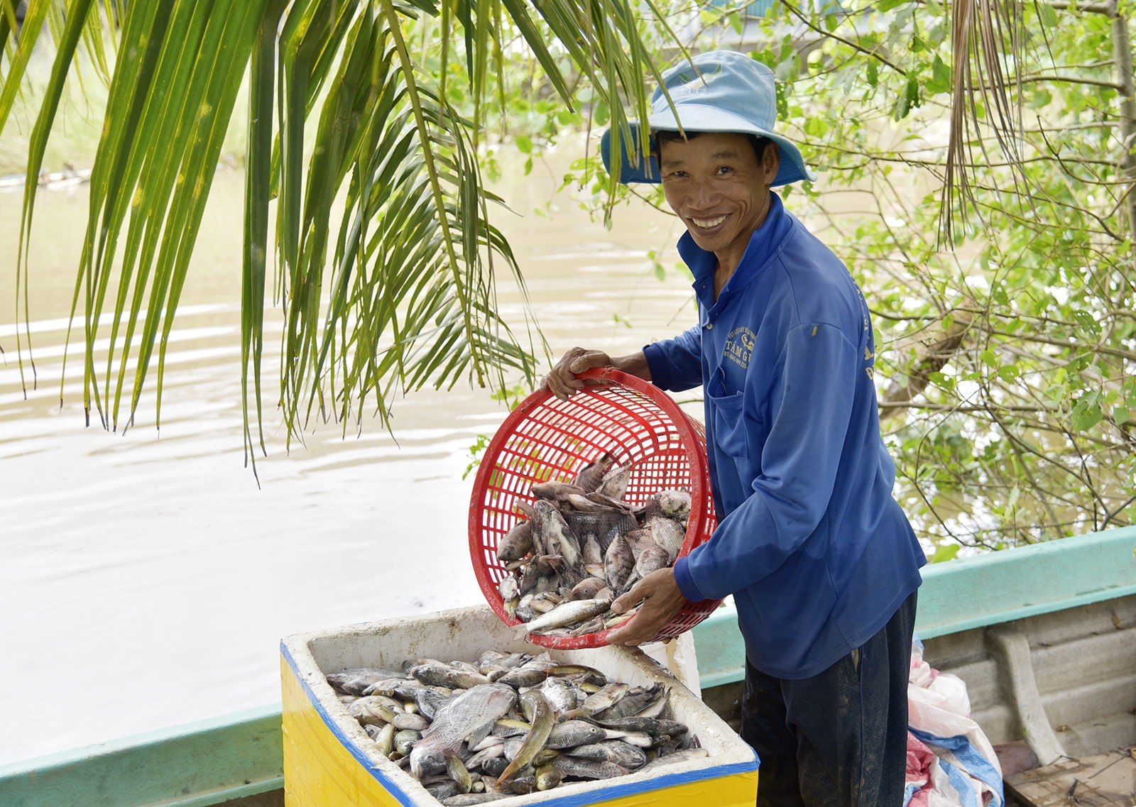 Nông dân đang thu hoạch cá rô phi, sẵn sàng cung cấp lên thị trường