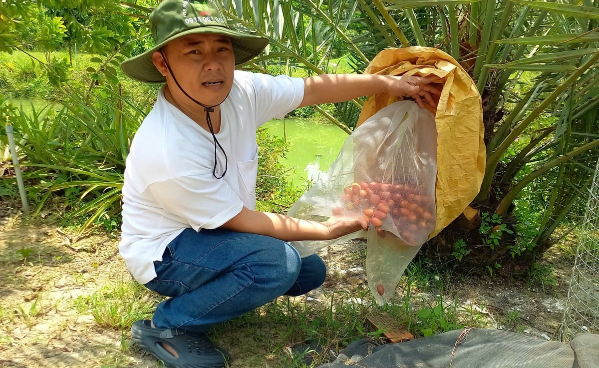 Chăm sóc chà là cần phải kỹ càng, cẩn thận
