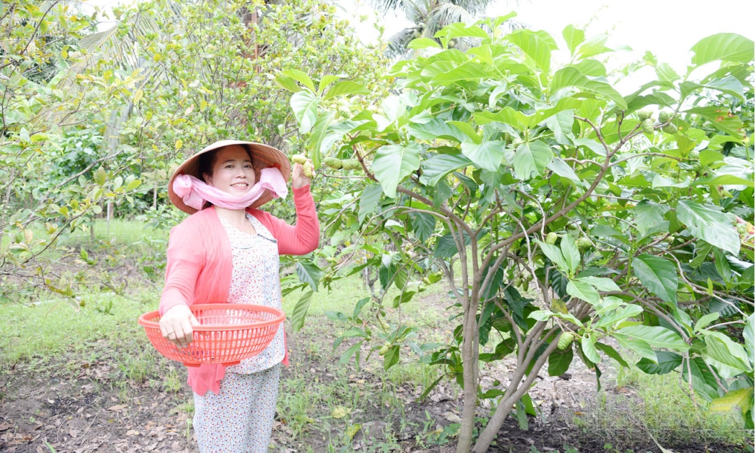 Chị Thu thu hoạch trái nhàu tươi (1)