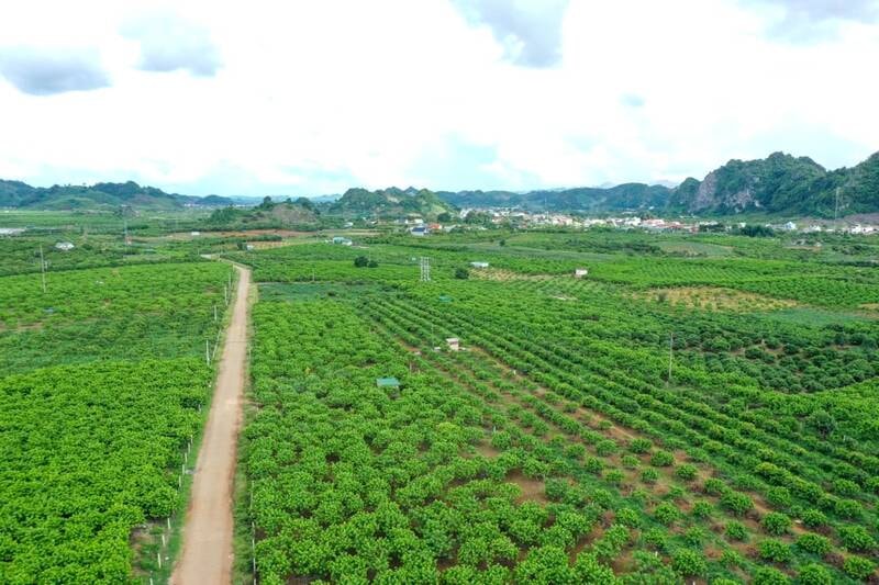 Khu vực trồng na