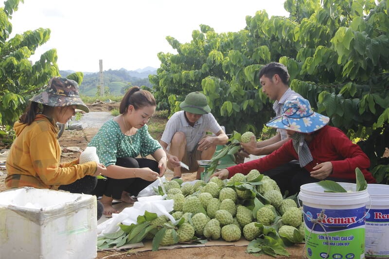 Na có chất lượng tốt, được nhiều người đến tận nơi để mua