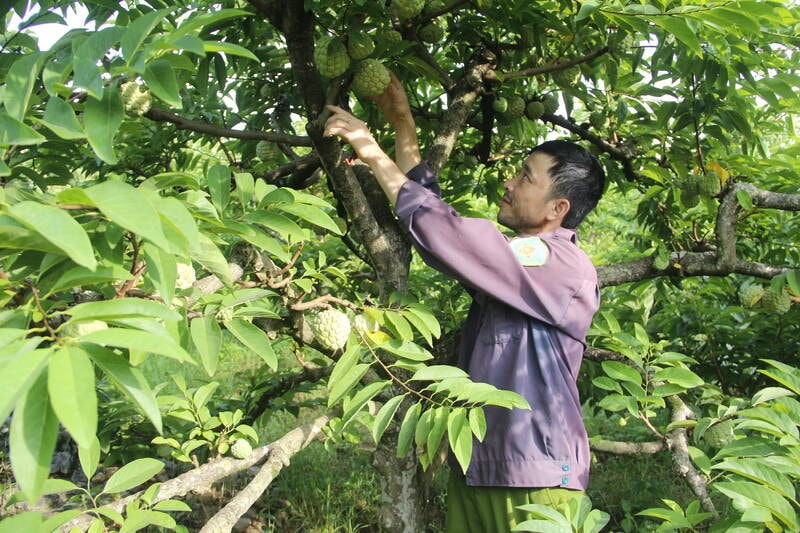 Nông dân Mai Sơn thu hoạch na