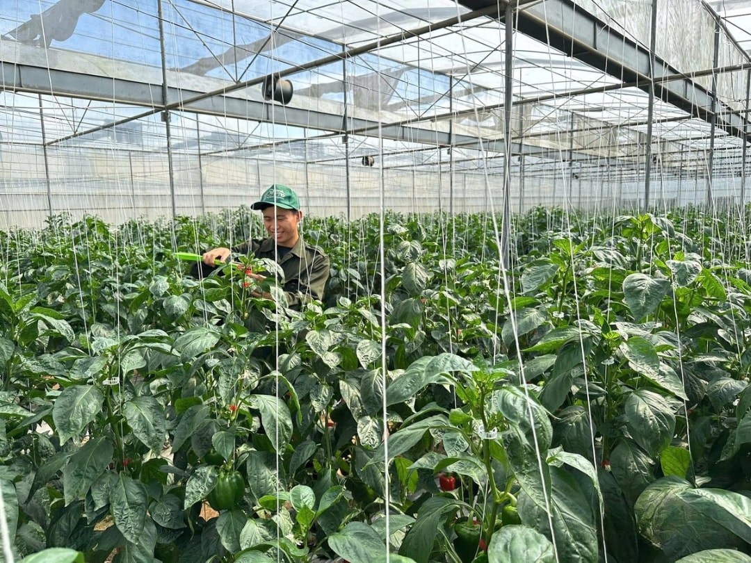 Anh Trịnh Việt Cường đang kiểm tra từng trái ớt (1)