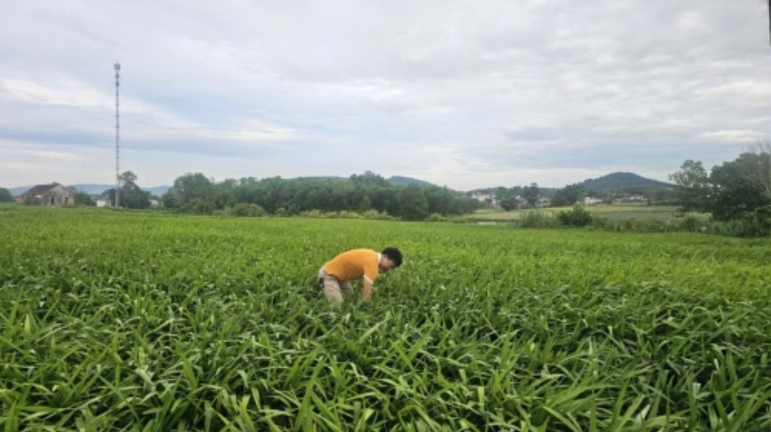 cay-huong-bai-3-1759808505 (1)