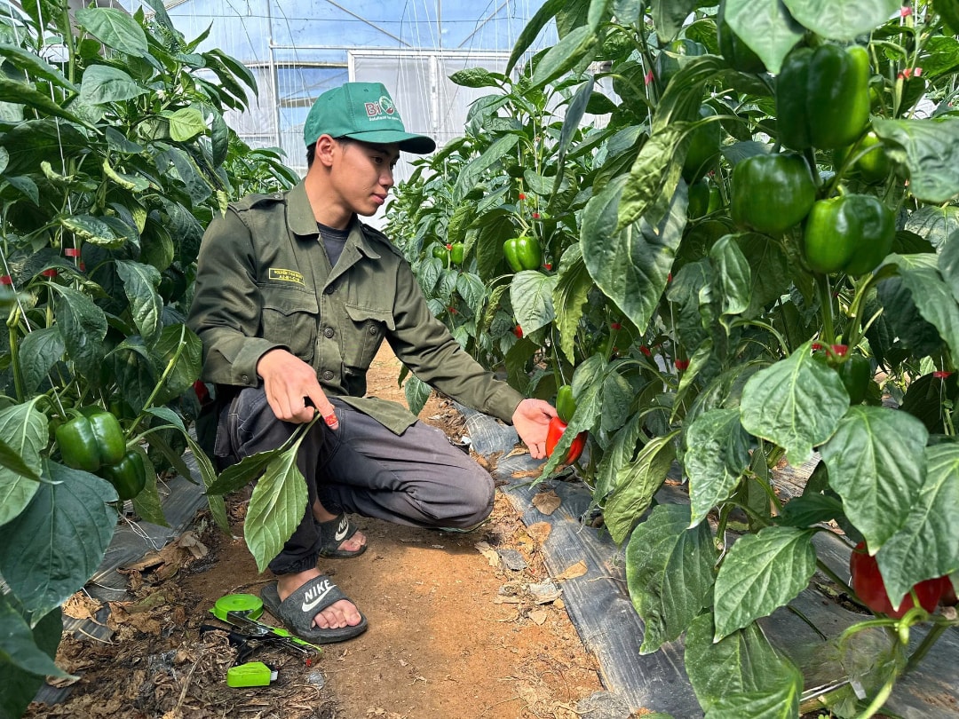 Hiện tại đang đến mùa thu hoạch ớt (1)