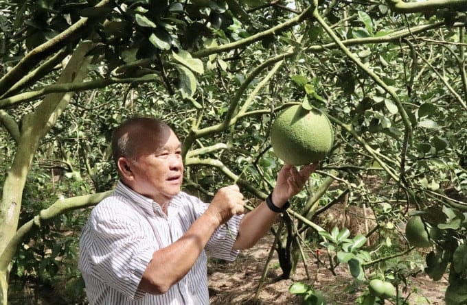 Bưởi nhà ông Hùng có chất lượng cao, lúc nào cũng đắt hàng