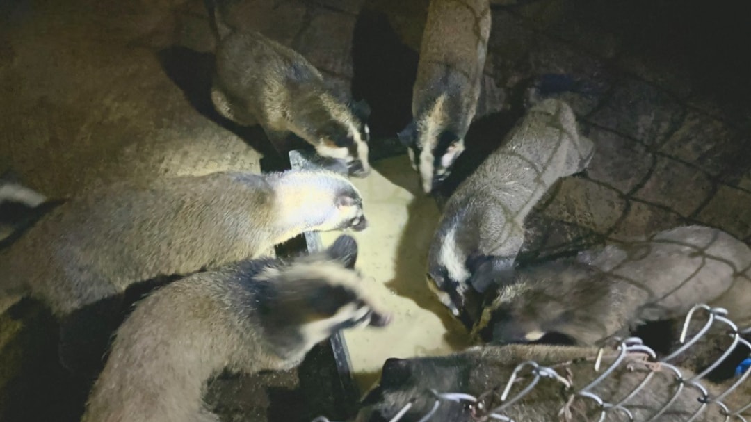 Chồn nuôi nhà anh Bình (1)