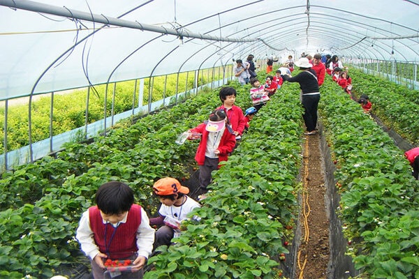 Khách trải nghiệm thu hoạch dâu tây tại vườn