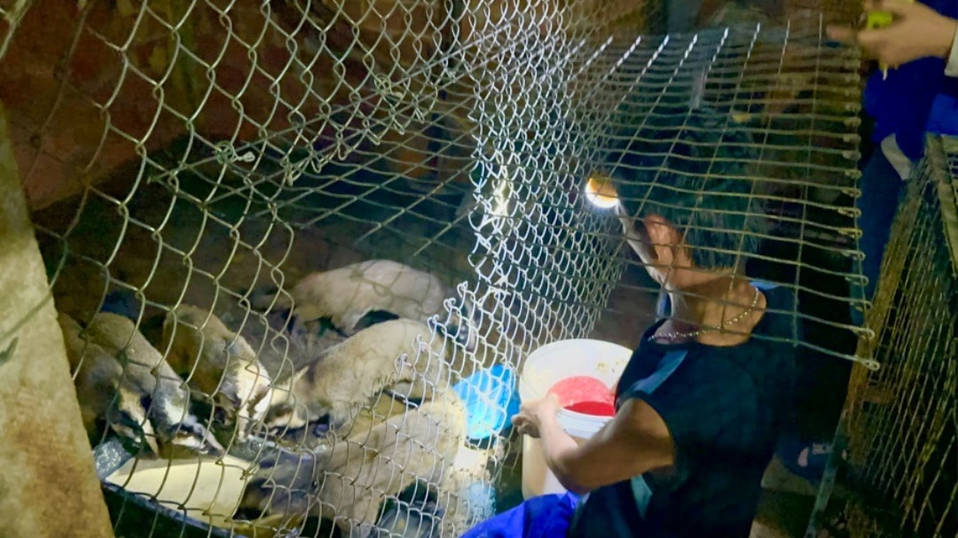 Nơi nuôi chồn luôn đảm bảo chất lượng vệ sinh (1)