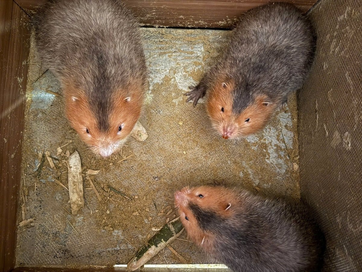 Thức ăn của dúi khá dễ tìm, không tốn nhiều công sức