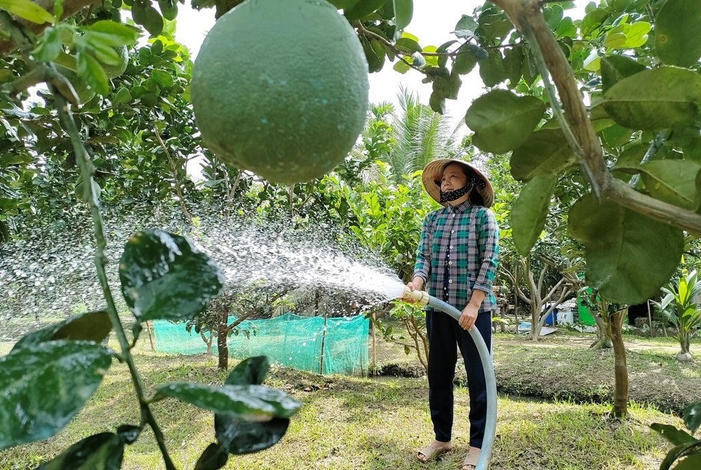 Bưởi da xanh tại Bến Tre chất lượng rất cao, cho trái quanh năm