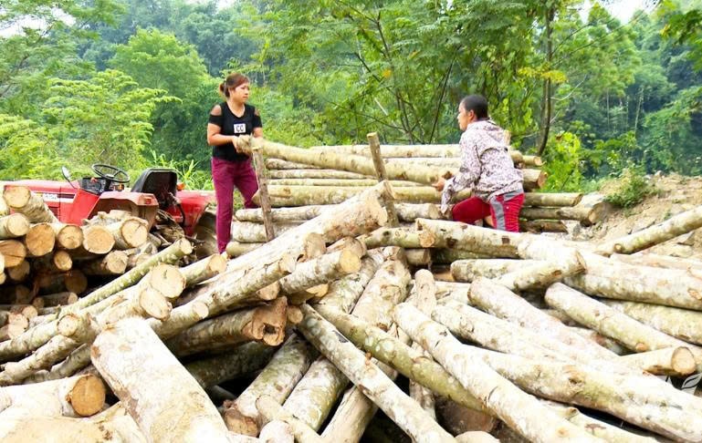 Người dân xã Nghiên Loan thu hoạch gỗ