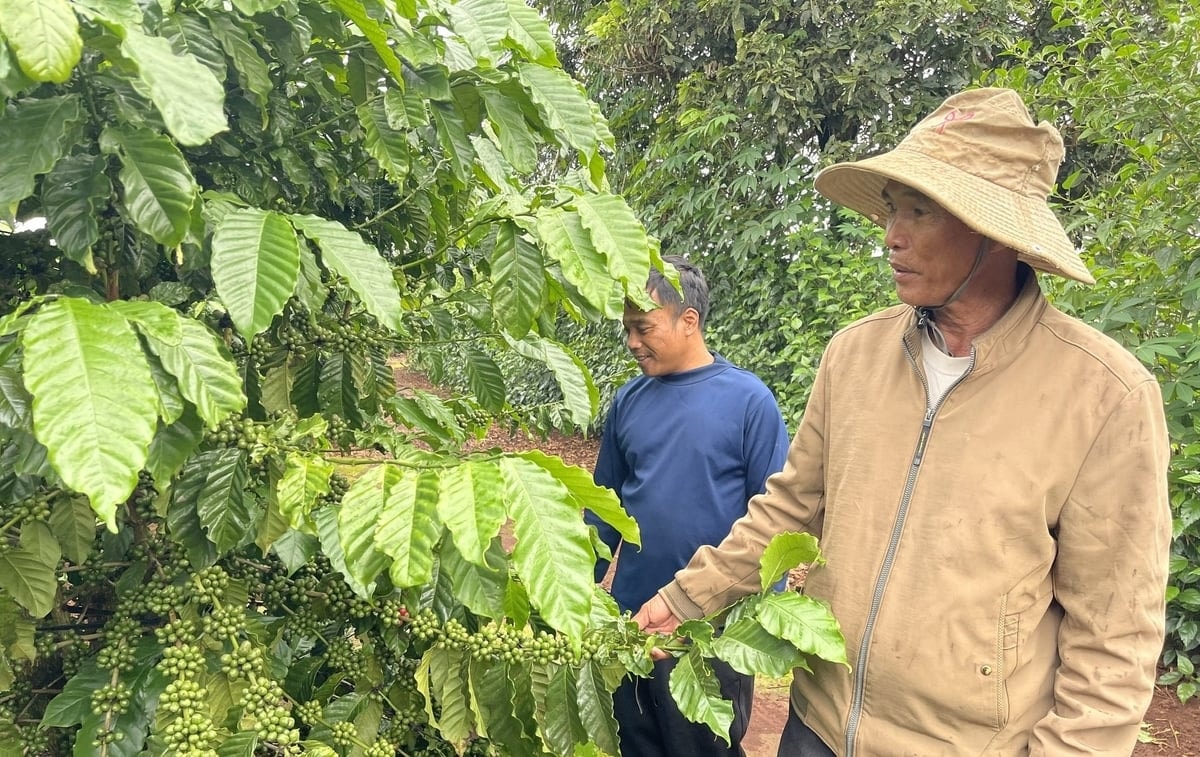 Ông Kpăh Dõ biến vườn cà phê thành nơi đẻ ra tiền từ việc áp dụng khoa học kỹ thuật