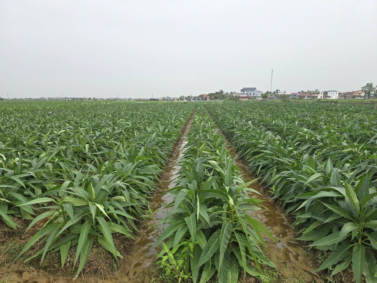 Cây thuốc lào mang lại nguồn thu nhập ổn định