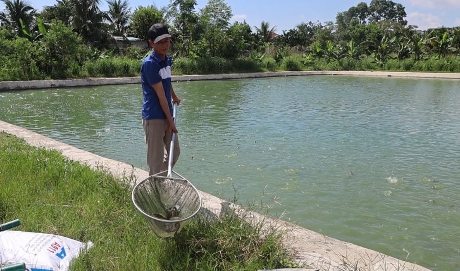 Mô hình này giúp anh bằng có thu nhập cao