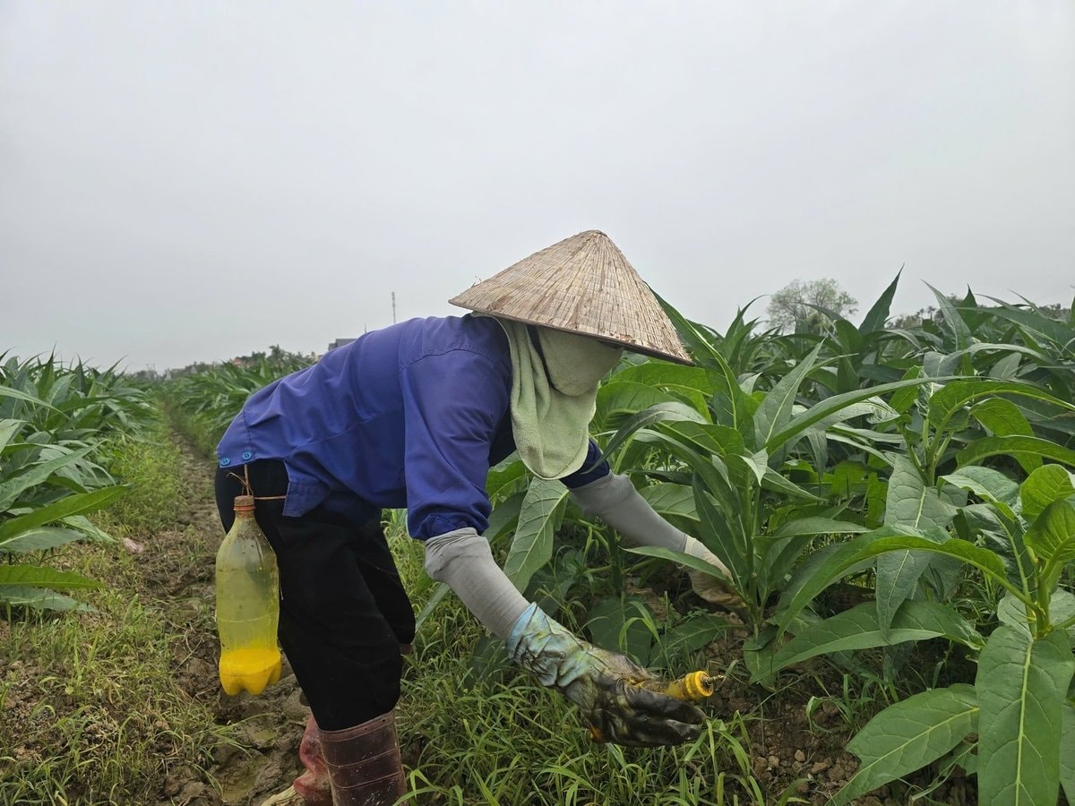 Người nông dân đang kiểm tra cây thuốc lào